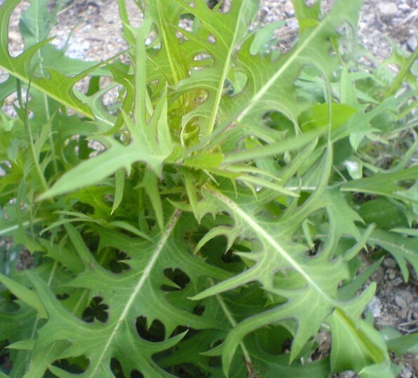 珍珠菜|提个醒农村地头碰到此三种野菜，记得带回家，对身体大有好处