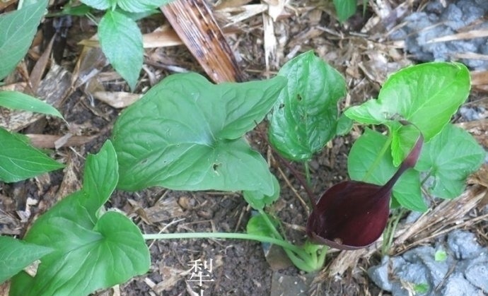 痈疖肿毒|山里遇见这种植物,是您福分,请记住它,当下极为珍贵