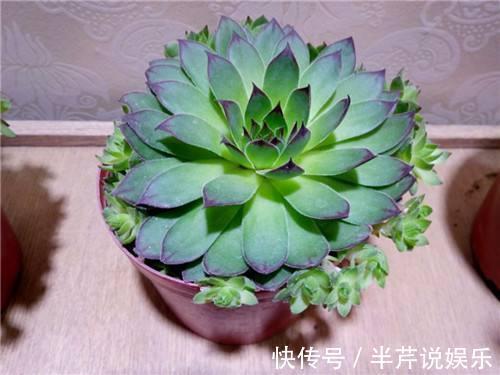 枯萎|多肉观音莲的叶子枯萎下垂,用这4招,翠绿茂盛不用再烦心