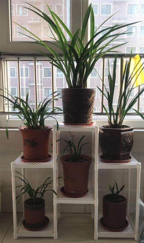  盆栽植物|花卉盆栽买回来，一定注意此几个细节