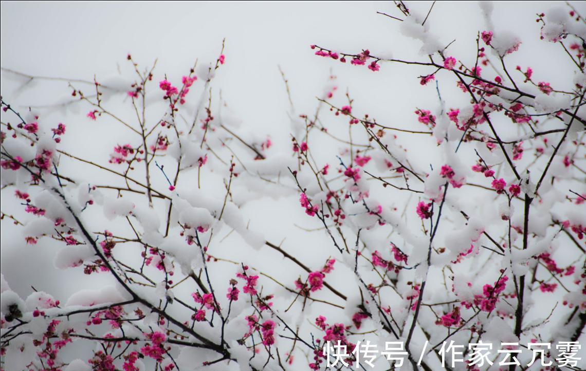 诗人&清代诗人一首咏雪诗,大雪纷飞白梅盛开,道尽下雪的况味和意境
