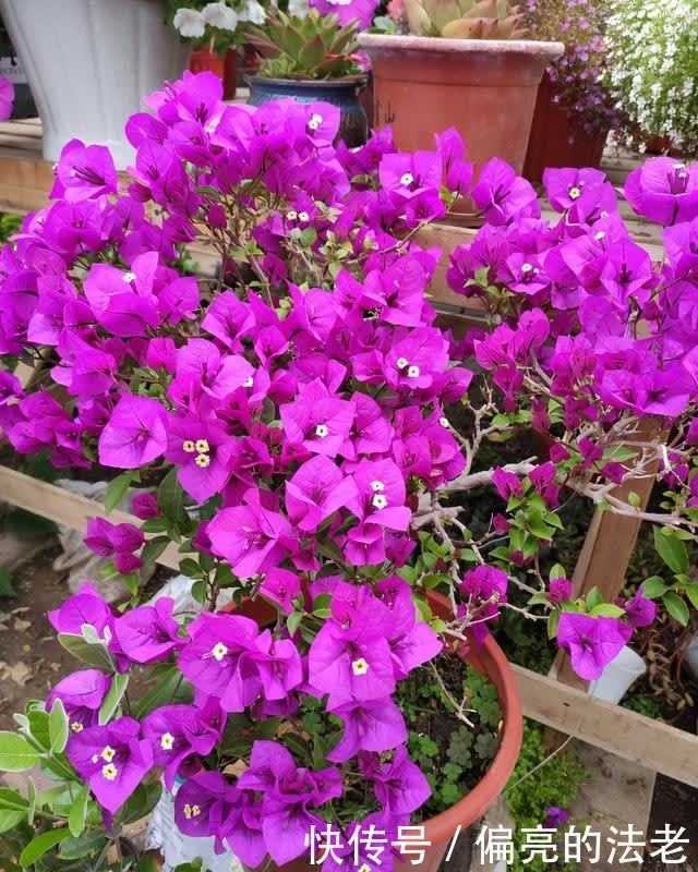 春天来了,三角梅不“萌芽”,对它“狠一点”,新芽全是花