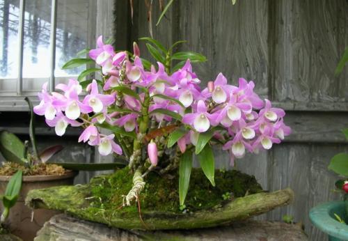 高颜值|家里采光不好也能养花,这几种高颜值花,摆在阳台就能开爆