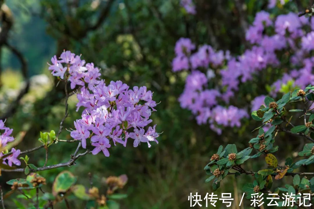 大理|7月大理鸡足山杜鹃花正开放，山花映古寺，鸡足山原来那么美！