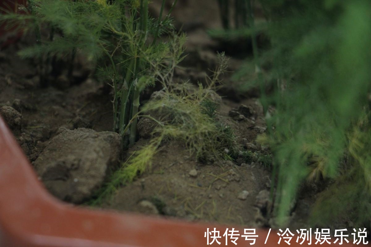 给文竹照这法子养,几星期结出上百个果,邻居羡慕的直拍照!