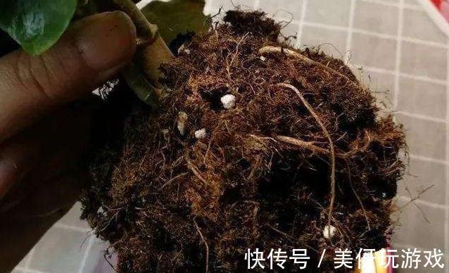 天气转凉后,家里的长寿花从5个方面养,枝叶多开花量大