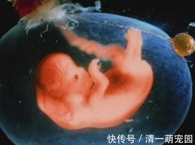 污染|孕期做到“4不碰”,有利于保持羊水“清澈”,胎儿住着更干净