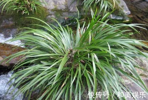 克星|“它”是嗓子干、痒、肿、痛的克星,耐心读完,享用一生