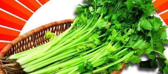 营养师|吃芹菜为什么不吃叶?营养师讲出真相,后悔现在才知道!