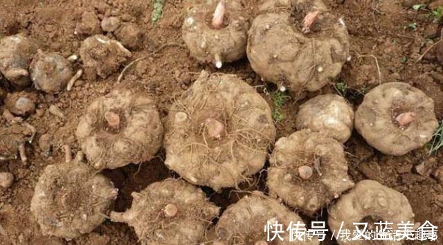 天赐|它是“天赐的良药”，不能生吃，4块钱一斤，炒着吃太香了！