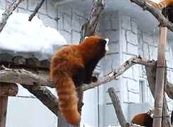 |搞笑动图 车祸猛于虎,一辆轿车直接压成纸片了