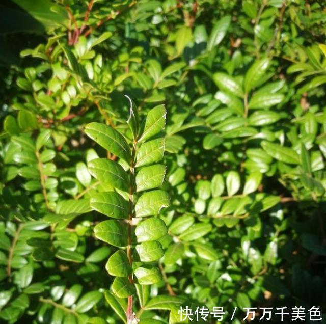 四季|4种整株都有香味的树,家里养一棵,不生虫,还能四季飘香