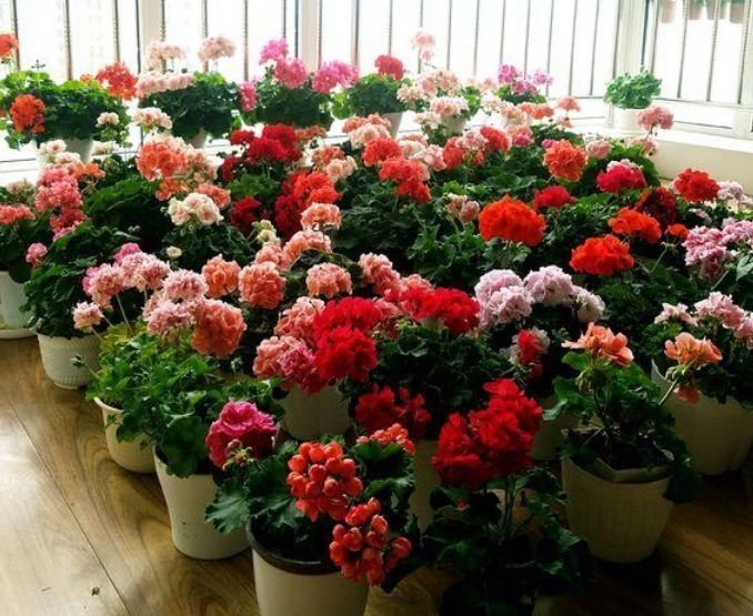 4种花很漂亮,好养易活能爆盆,花色艳丽,花开枝繁叶茂,美