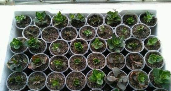 天气热，3种花适合扦插，温度越高生根越快，养护简单