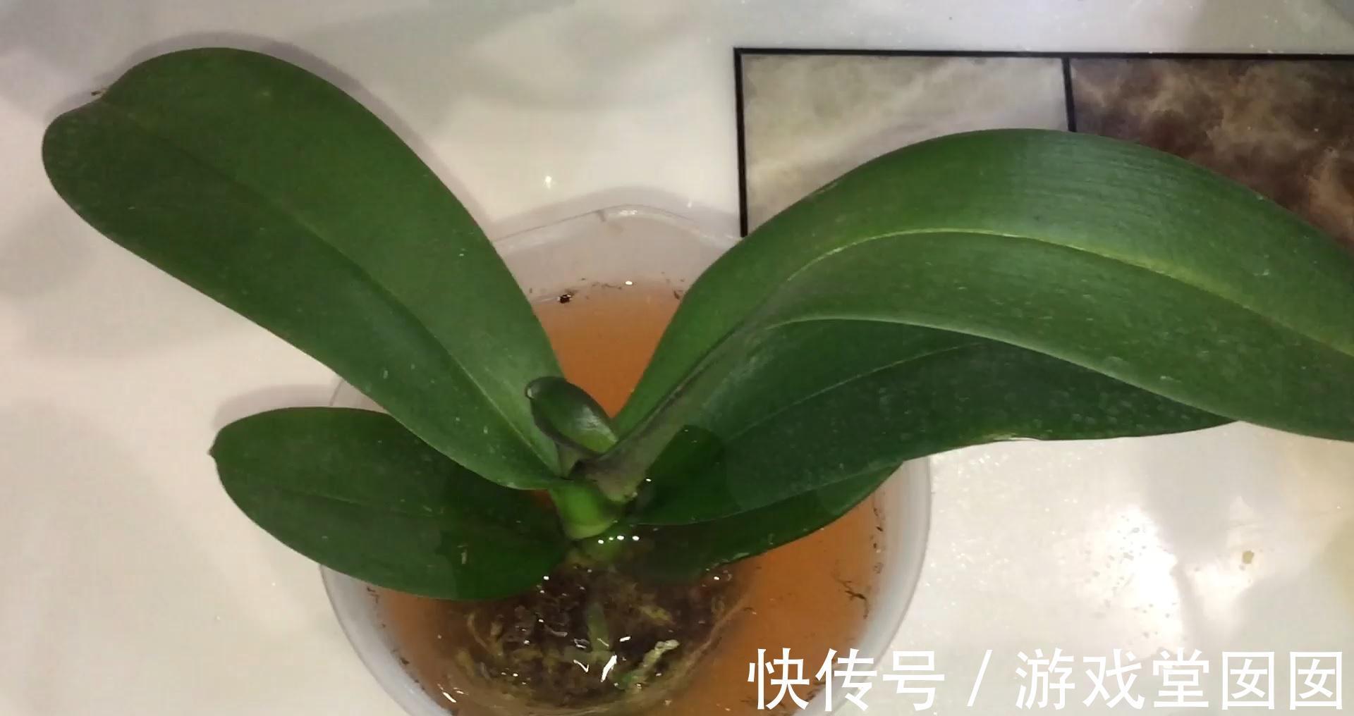 蝴蝶兰|大蒜小米辣养兰花,杀虫杀菌,刺激根部生长,救烂根蝴蝶兰