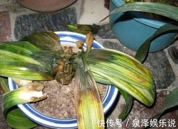 药水|君子兰“烂根”别扔了，1种药水泡一泡，20天生根，长得更旺
