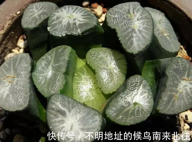 60种多肉图鉴及养护要点，1分钟学会，超全超实用！