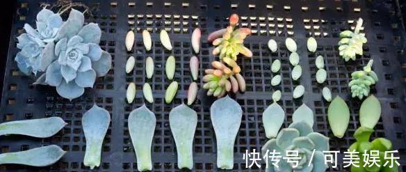 什么状态的多肉需要趁早换盆碰上4种情况,早动手早受益