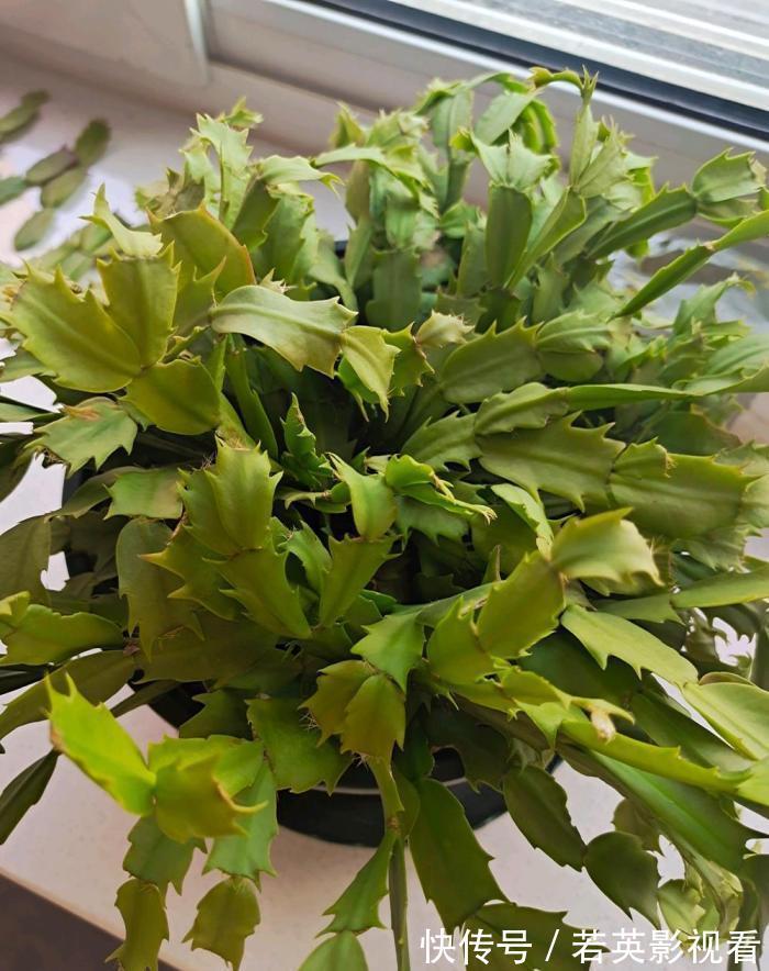 叶片|蟹爪兰度夏后叶片又薄又蔫,3招养厚叶片,秋花砰砰开爆盆!