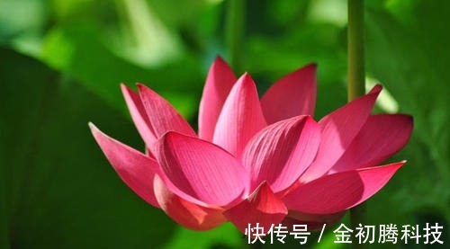 生肖狗|最“愚孝”的3个生肖男，父母说啥就是啥，把妻子当外人对待