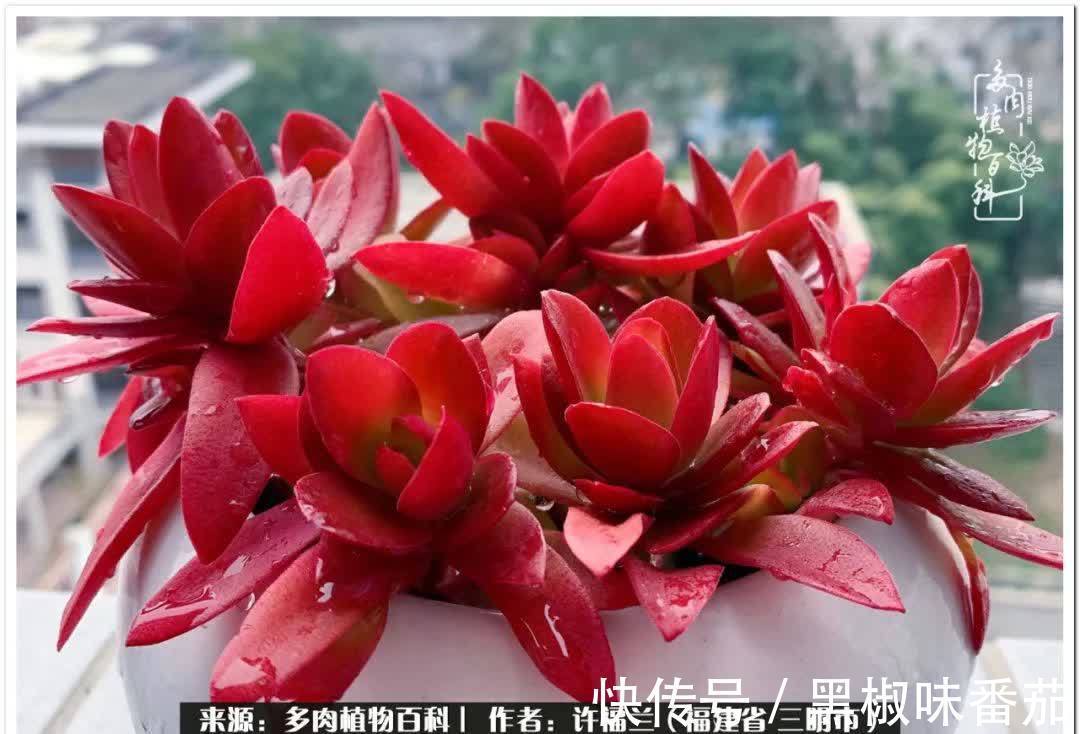 尖尖|养多肉两年,美丽与赏心悦目并存!