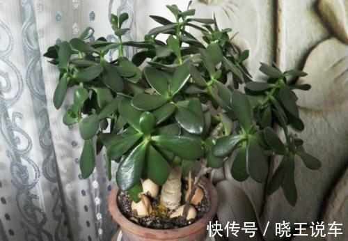 龟背竹|冬天天气干燥，家中摆放这四种盆栽，如同买了一个空气加湿器回来