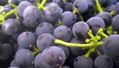  营养价值|吃葡萄不吐葡萄皮，葡萄皮的功效你远远想不到