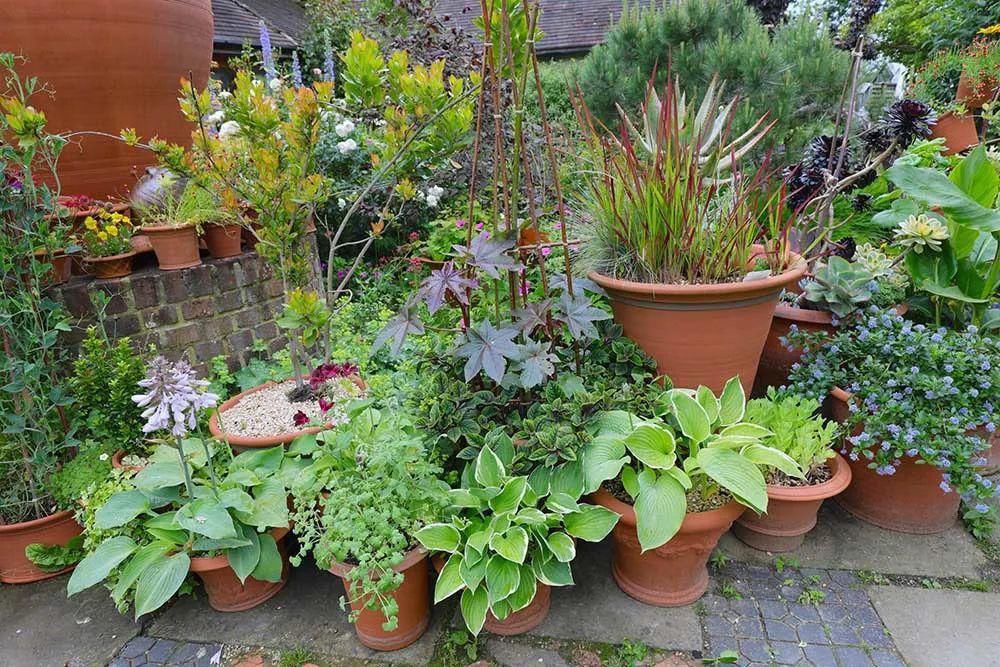  看完这个，想把家里花盆丢了