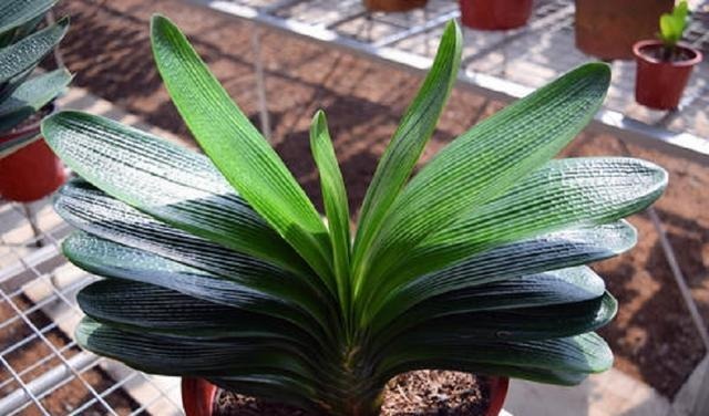 家养君子兰总是烂根掌握几个养护技巧,株形挺拔、四季常青