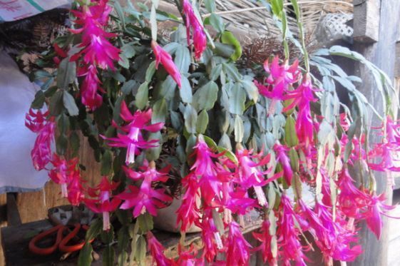 蟹爪兰花谢了不用丢，坚持这个小动作，不但重获生机还花开不断