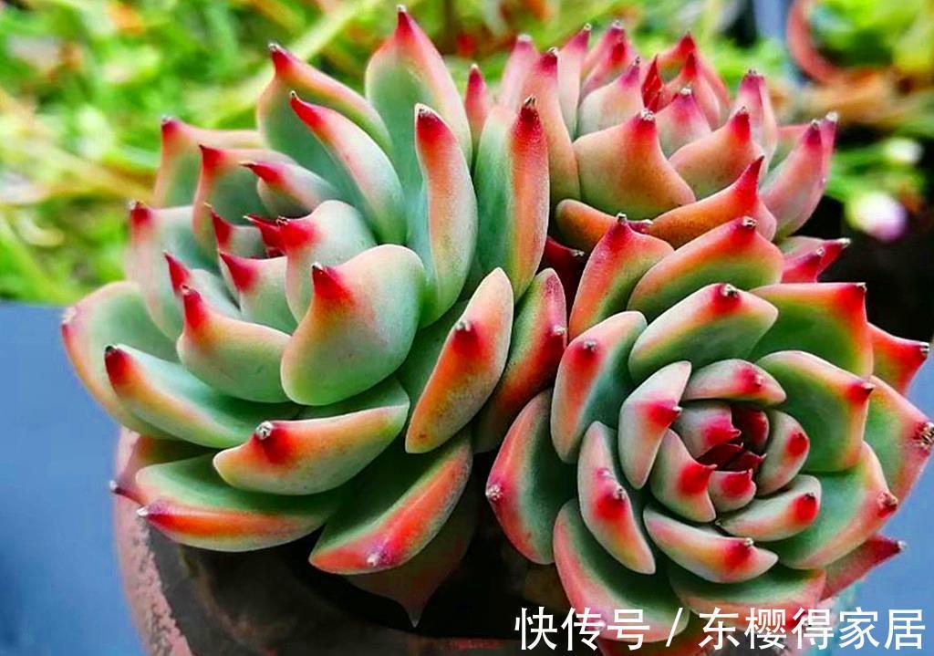 品种|养多肉费钱吗?这份省钱秘籍请收好,不费钱还会越养越开心