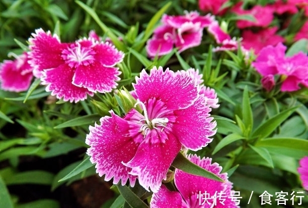 此花是母亲慈爱的象征,默默无闻的奉献,却有着最迷人的花色