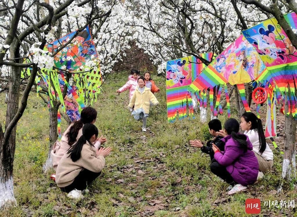 远近|仁寿： 万亩梨花开得艳 远近游客闻香来