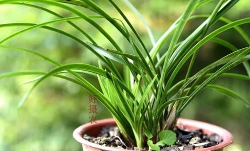 3月份养春兰和蕙兰，护花催芽两不误，有哪些技巧？