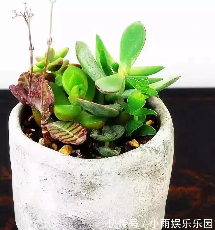 冬季养花大全,家里有这21种花的看过来