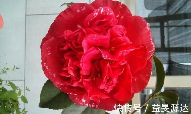 别养月季了，这款花卉比“牡丹”还美，比香水好闻，花期长达半年