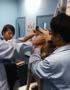 |搞笑GIF:姑娘,你能接受这么大的宝宝吗?