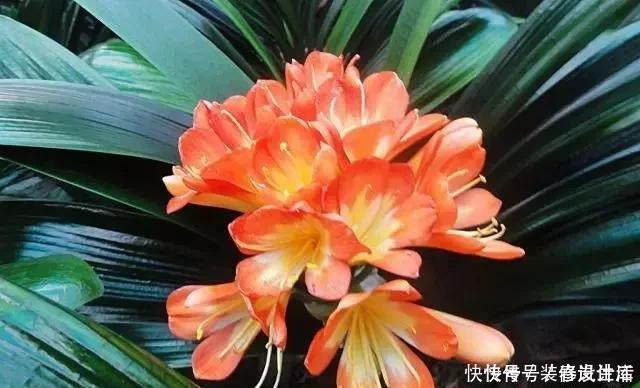 根系|养君子兰，就用4种药，只需埋在花盆中，花剑冒不停，叶绿花还旺