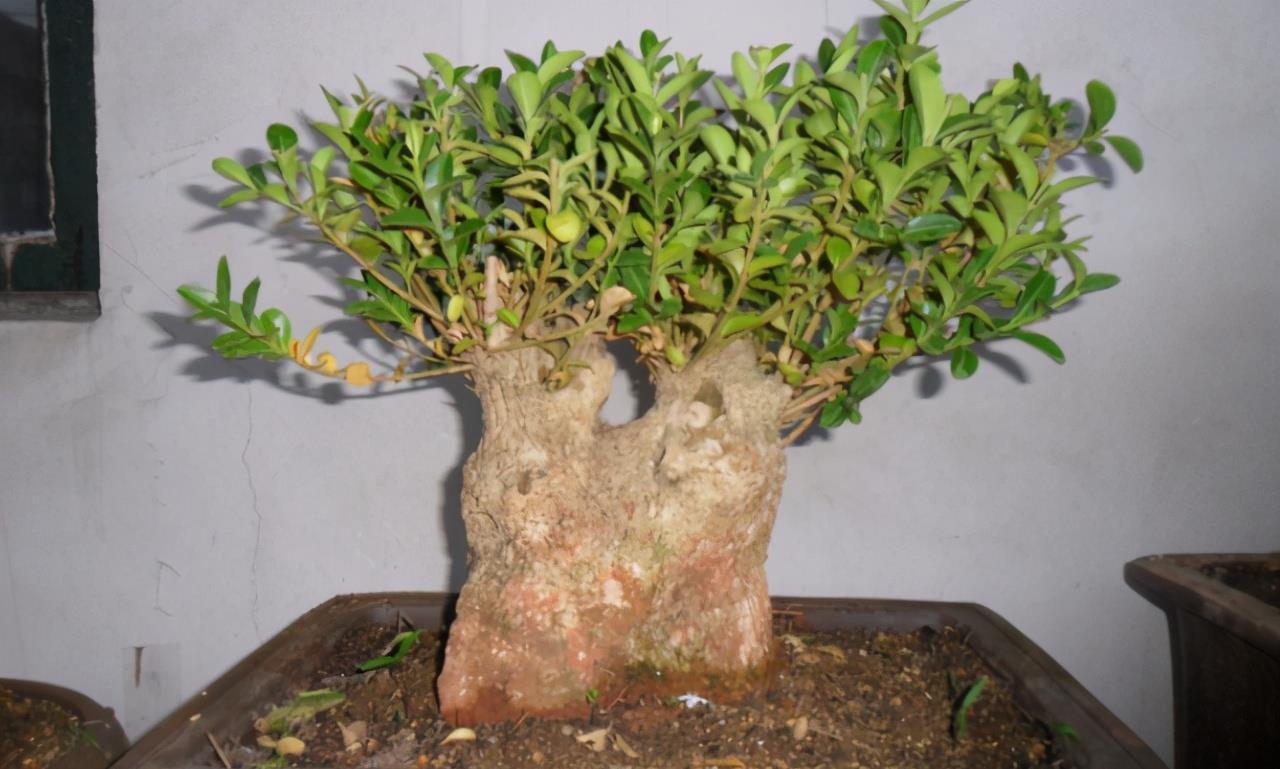 挑战用树桩打造盆景,满足这3要求,个个美如画、增值不少