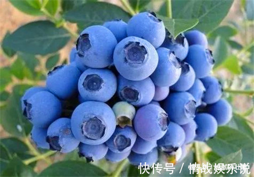 养颜|想长寿先会吃常吃四种食物,延缓衰老、排毒养颜,预防心血管疾病