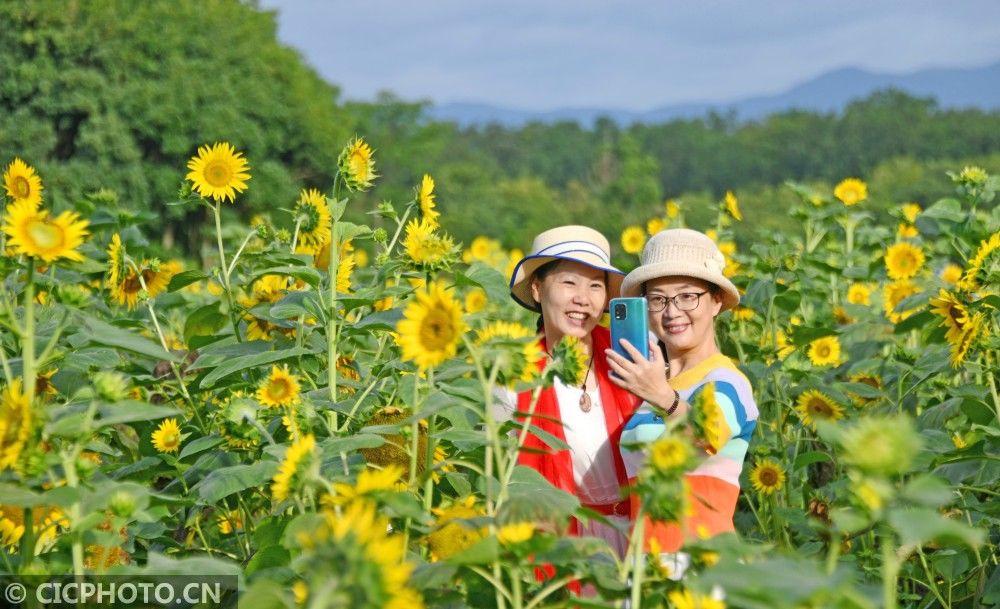 分外香|夏花争艳分外香