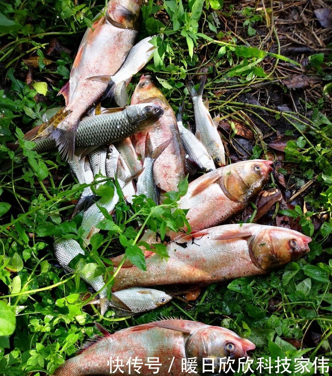  春钓鲢鳙攻略，只要有鱼一定有收获，麒麟臂和极端饵料必不可少