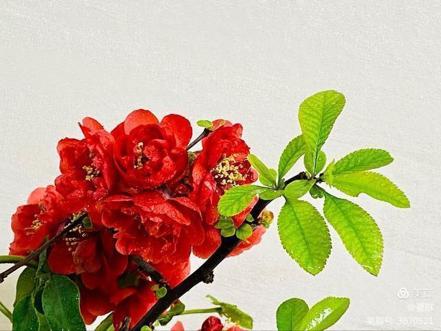 只恐夜深花睡去,故烧高烛照红妆!我与一盆海棠花的故事