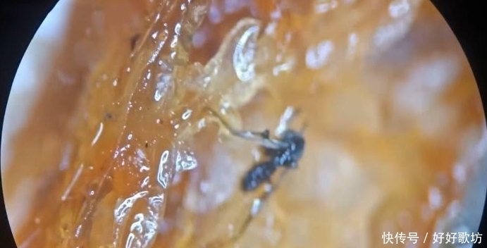 辣条|将辣条放大一百倍,发现了只小动物,网友:为啥辣条有肉