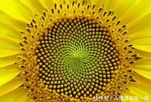 神“造”般的植物奇景,仿佛画作精品,小编已深深着迷!