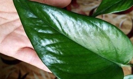 盆底埋点“它”，绿萝、君子兰疯长如“杂草”，叶大如掌花爆满盆