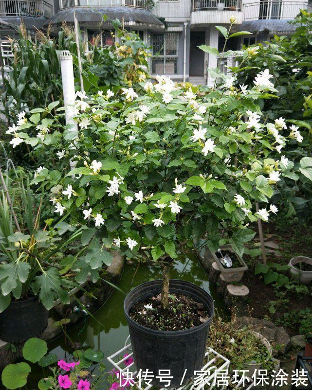 爆盆|养茉莉,记住5点“疯狂”,一年开5茬,花开爆盆不是事
