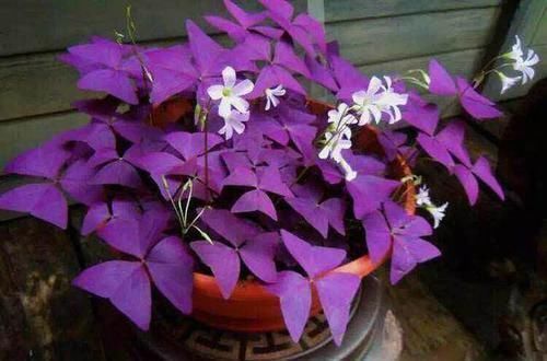 叶片|7种花,就得穷养,用破盆,少浇水,丢阳台,越长越旺