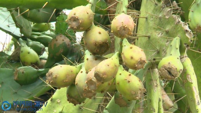 垫江奇仙人掌20年长成3米大树年年挂满上千个仙人果