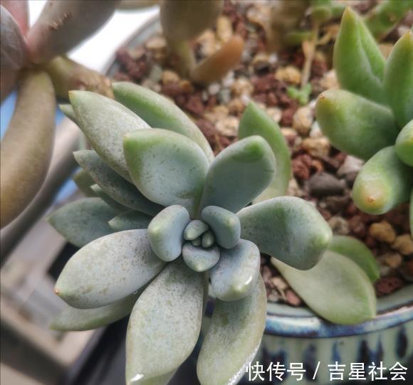 叶斑病|养花必备的杀菌剂，到底怎么用？多菌灵只是“初级”，黄叶不管用